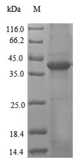 (Tris-Glycine gel) Discontinuous SDS-PAGE (reduced) with 5% enrichment gel and 15% separation gel.