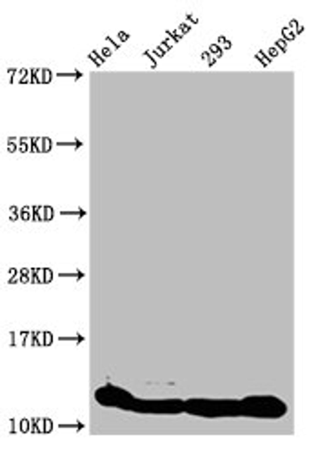 Western Blot. Positive WB detected in: Hela whole cell lysate, Jurkat whole cell lysate, 293 whole cell lysate, HepG2 whole cell lysate (treated by 30mM sodium crotonylate for 4h). All lanes: HIST1H4A antibody at 1.6µg/ml. Secondary. Goat polyclonal to rabbit IgG at 1/50000 dilution. Predicted band size: 12 kDa. Observed band size: 12 kDa