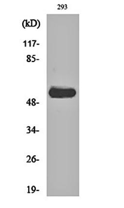 Western blot analysis of 293 cell lysates using c-Src (phospho-Y419) antibody