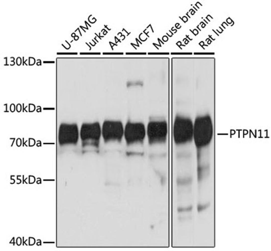 Western blot - PTPN11 antibody (A12486)