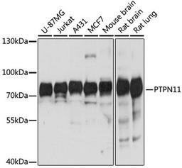 Western blot - PTPN11 antibody (A12486)