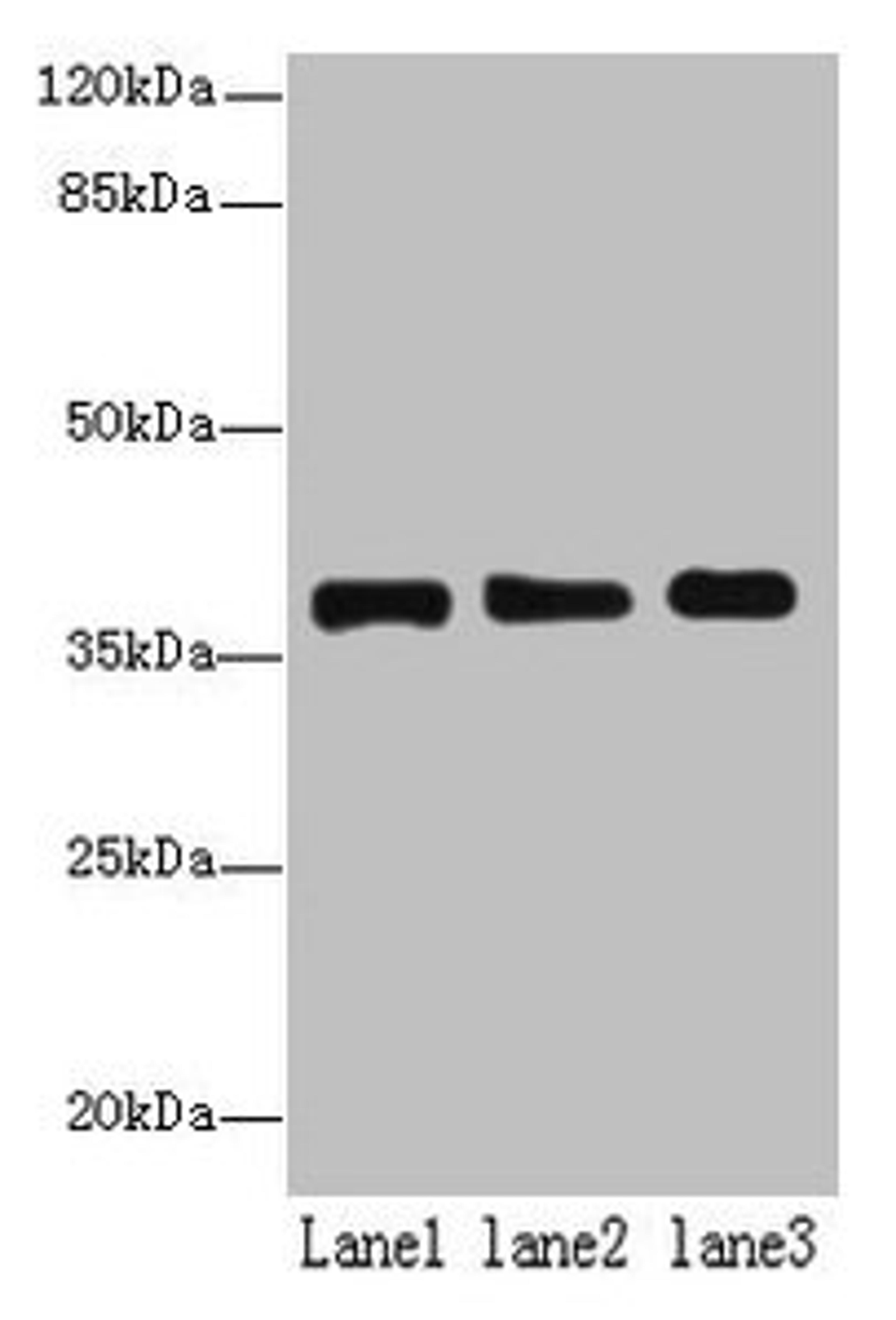 Western blot. All lanes: MRPL44 antibody at 6µg/ml. Lane 1: Hela whole cell lysate. Lane 2: Jurkat whole cell lysate. Lane 3: K562 whole cell lysate. Secondary. Goat polyclonal to rabbit IgG at 1/10000 dilution. Predicted band size: 38 kDa. Observed band size: 38 kDa