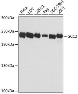 Western blot - GCC2 antibody (A13814)