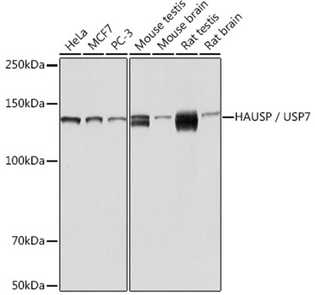 Western blot - HAUSP / USP7 Rabbit mAb (A3448)
