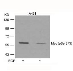 Western blot analysis of lysed extracts from A431 cells untreated or treated with EGF using Myc (Phospho-Ser373).