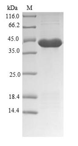 (Tris-Glycine gel) Discontinuous SDS-PAGE (reduced) with 5% enrichment gel and 15% separation gel.