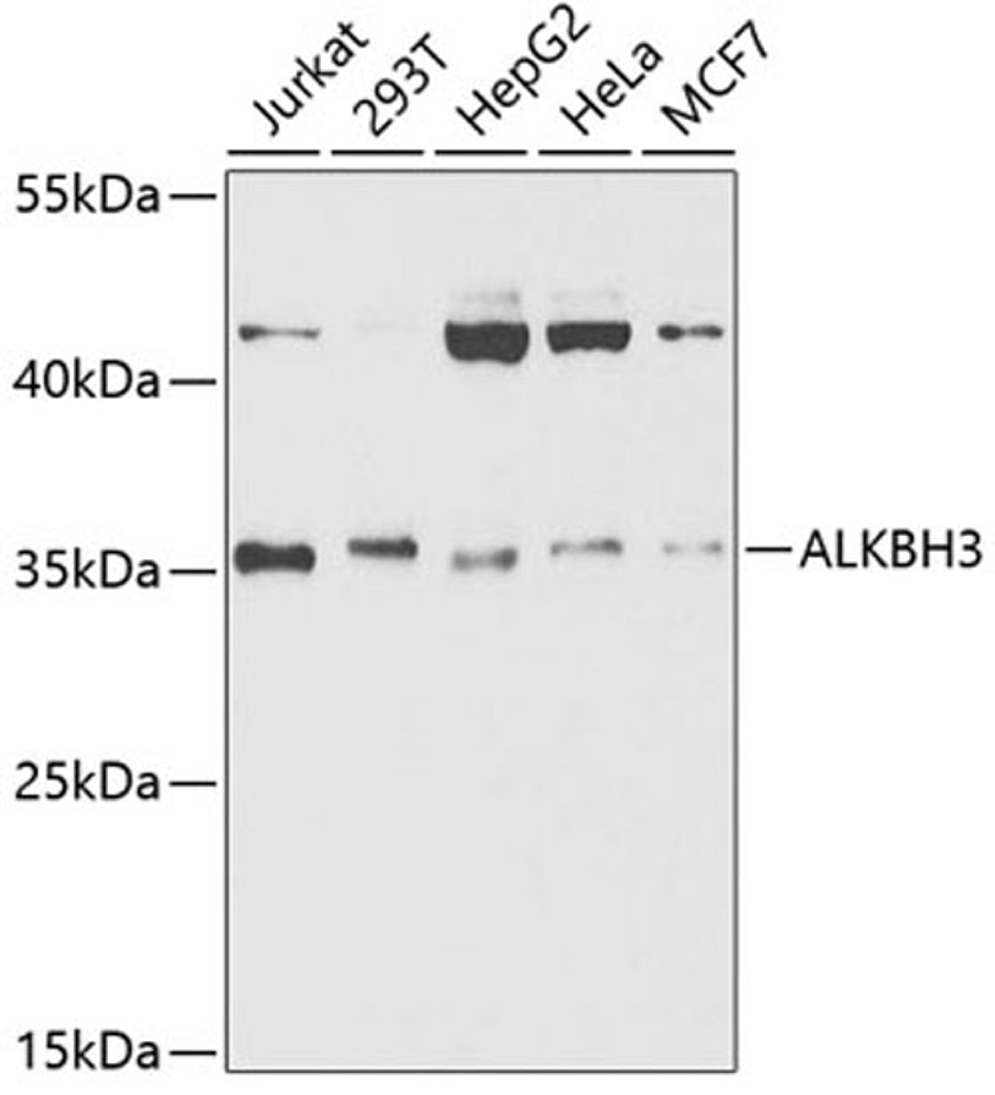 Western blot - ALKBH3 antibody (A5808)