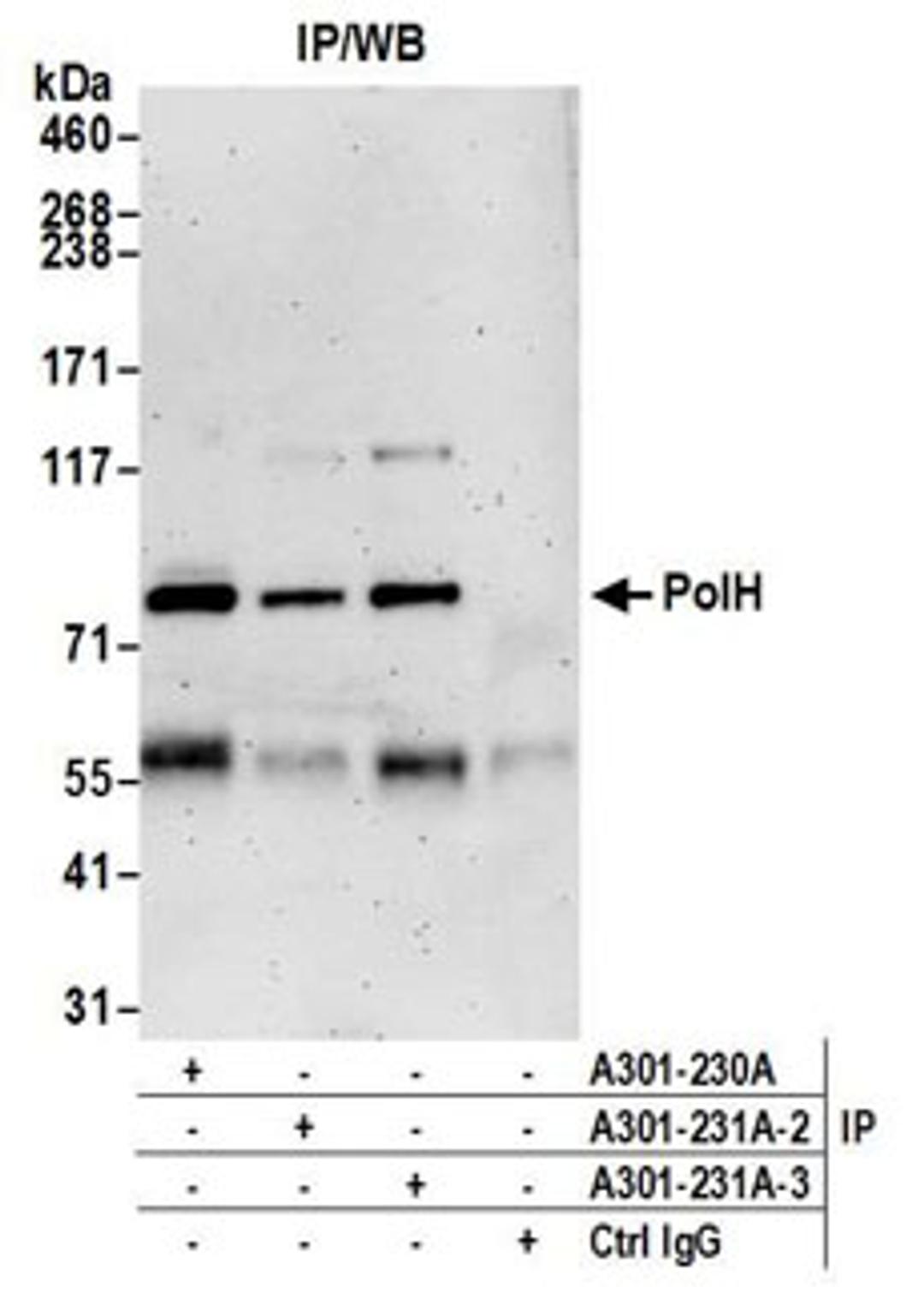 Detection of human PolH by western blot of immunoprecipitates.