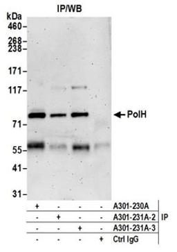 Detection of human PolH by western blot of immunoprecipitates.