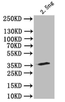 Western Blot. Positive WB detected in: recombinant protein. All lanes: stau Antibody at 1:1000. Secondary. Goat polyclonal to rabbit IgG at 1/50000 dilution. Predicted band size: 34 kDa. Observed band size: 34 kDa. 