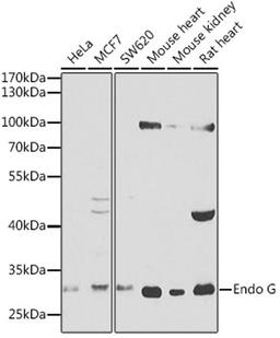 Western blot - Endo G antibody (A0604)