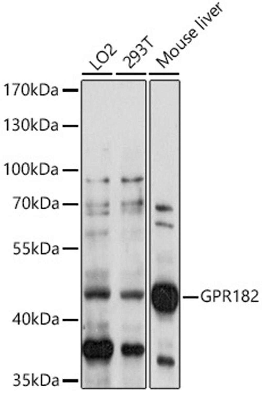 Western blot - GPR182 antibody (A14854)