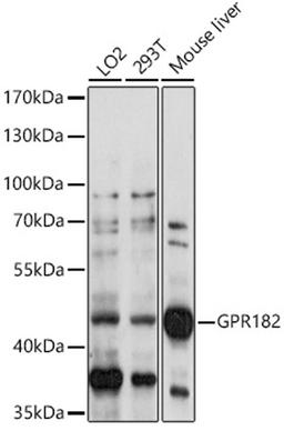 Western blot - GPR182 antibody (A14854)