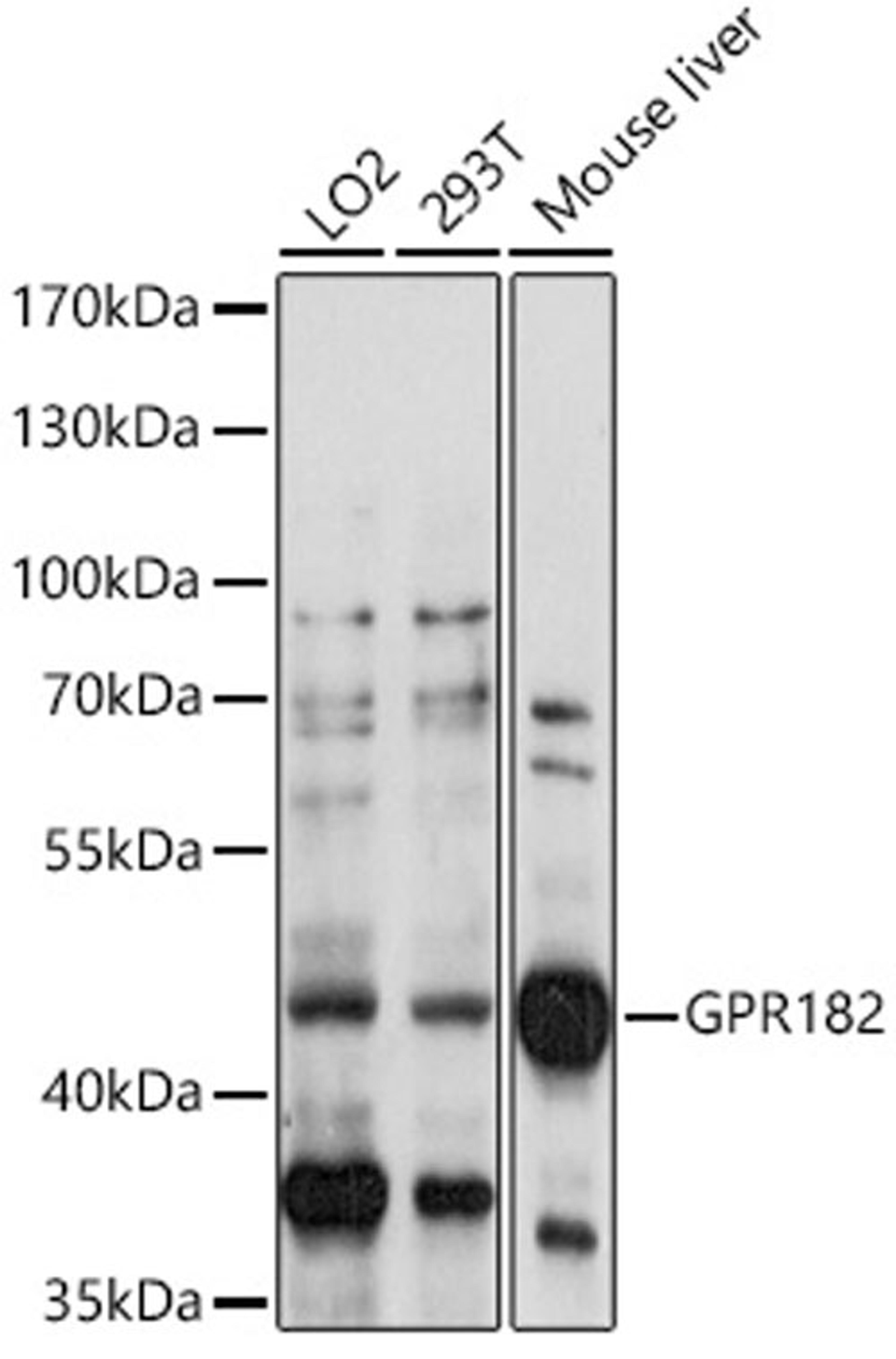 Western blot - GPR182 antibody (A14854)