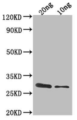 Western Blot. Positive WB detected in Recombinant protein. All lanes: ygcB antibody at 1:2000. Secondary. Goat polyclonal to rabbit IgG at 1/50000 dilution. Predicted band size: 31.8 kDa. Observed band size: 32 kDa. 