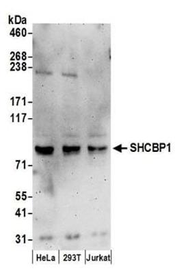 Detection of human SHCBP1 by western blot.