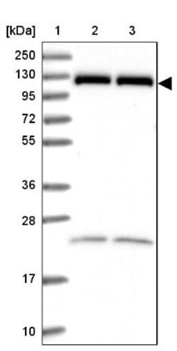 Western Blot: ARS2 Antibody [NBP2-13382] - Lane 1: Marker [kDa] 250, 130, 95, 72, 55, 36, 28, 17, 10<br/>Lane 2: Human cell line RT-4<br/>Lane 3: Human cell line U-251MG sp