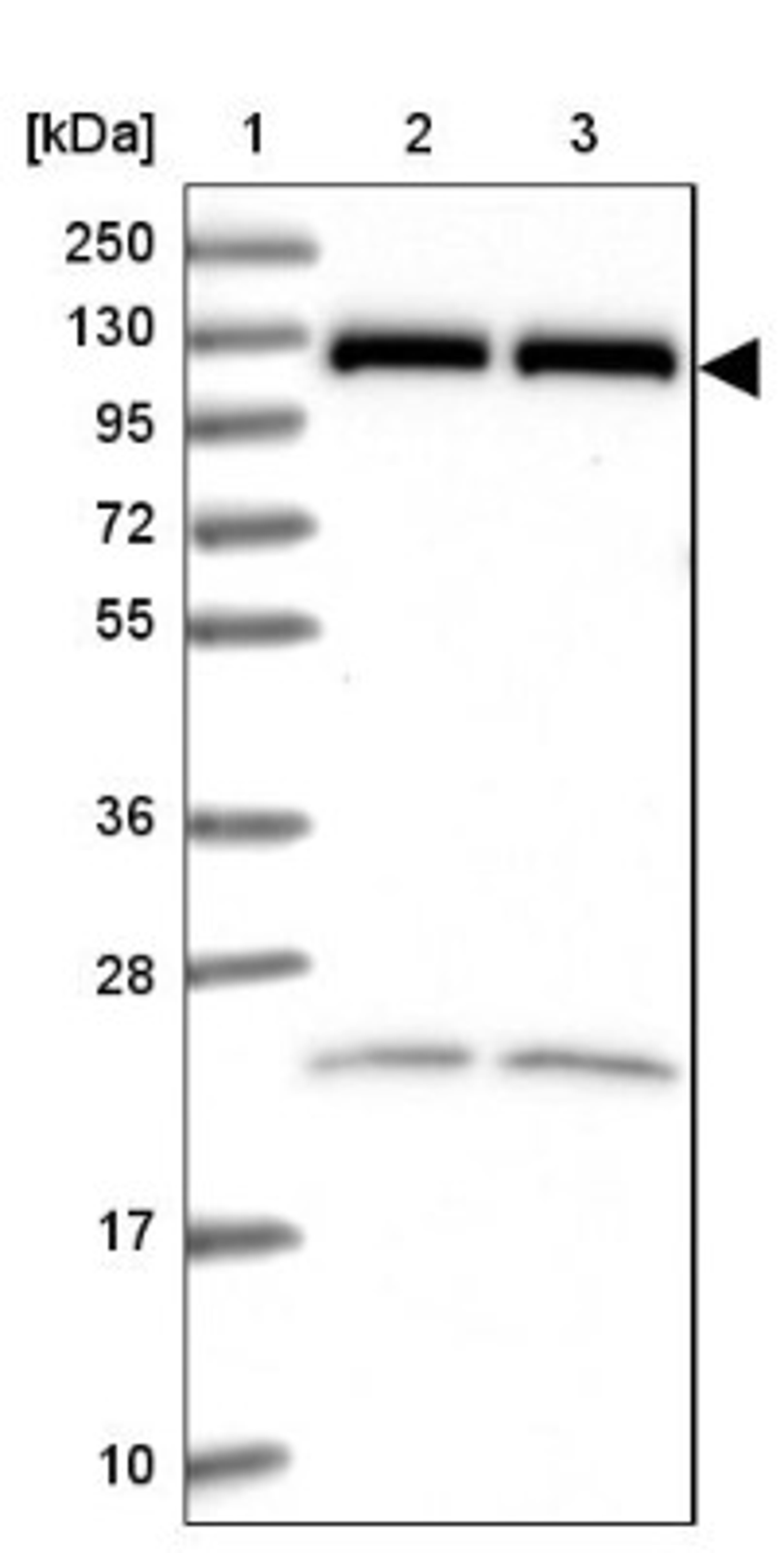 Western Blot: ARS2 Antibody [NBP2-13382] - Lane 1: Marker [kDa] 250, 130, 95, 72, 55, 36, 28, 17, 10<br/>Lane 2: Human cell line RT-4<br/>Lane 3: Human cell line U-251MG sp