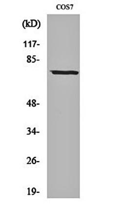 Western blot analysis of COS7 cell lysates using Netrin-1 antibody