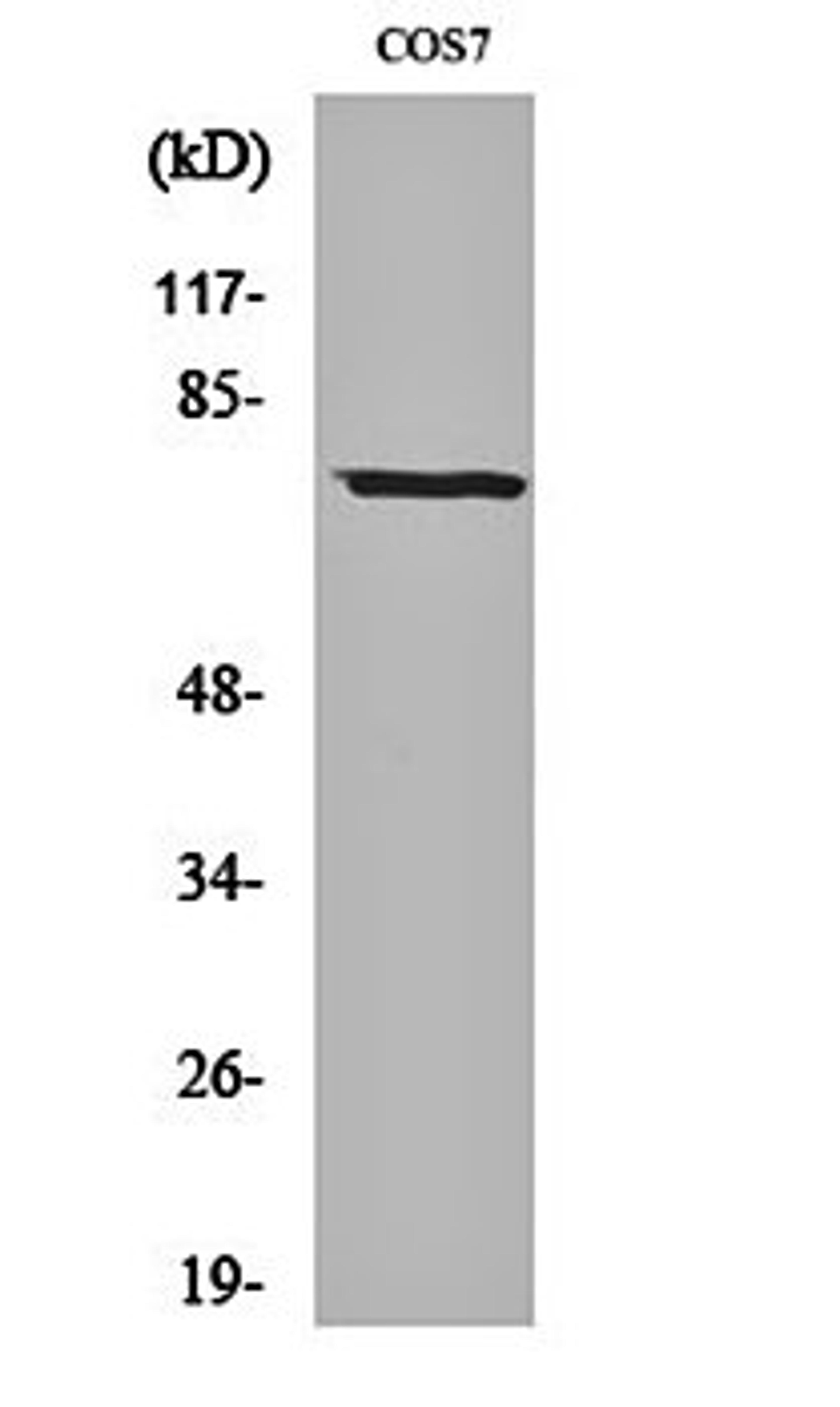 Western blot analysis of COS7 cell lysates using Netrin-1 antibody