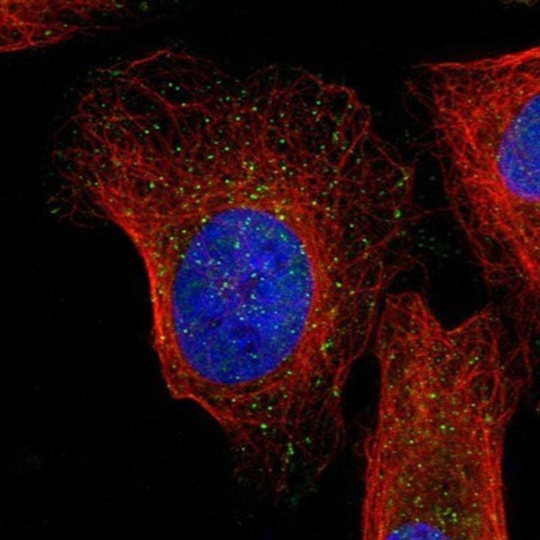 Immunocytochemistry/Immunofluorescence: C2orf18 Antibody [NBP1-93972] - Staining of human cell line U-2 OS shows positivity in nucleus but not nucleoli & vesicles.