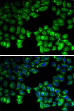 Immunofluorescence - NEIL1 antibody (A5828)