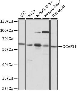 Western blot - DCAF11 antibody (A15519)