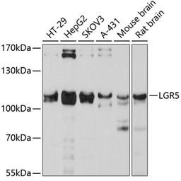 Western blot - LGR5 antibody (A10545)