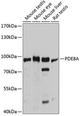 Western blot - PDE8A antibody (A12187)