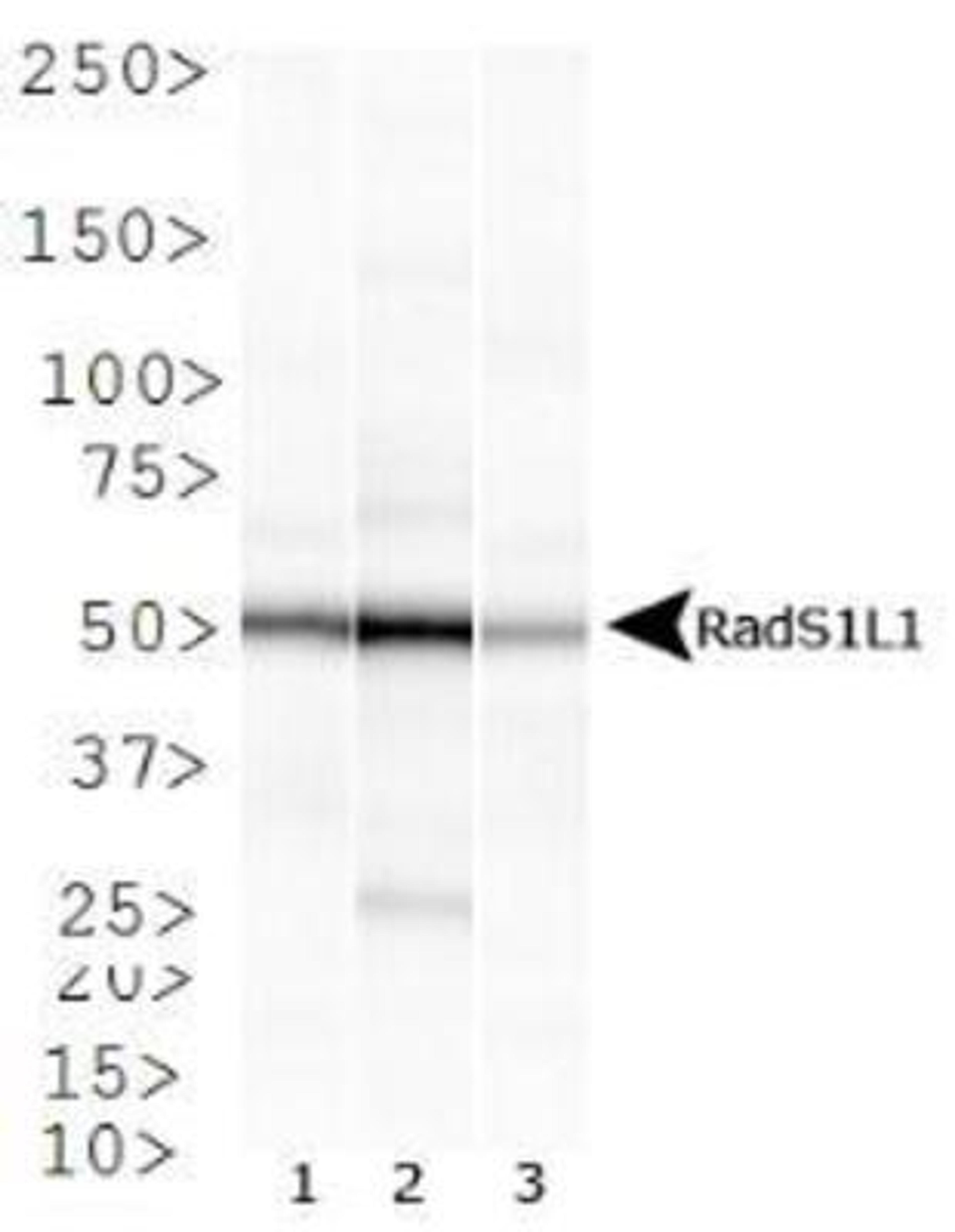 Western Blot: Rad51L1 Antibody (1 H3/13) [NB100-176] - Western blot analysis of Rad51L1 expression in 1) HeLa, 2) HepG2 and 3) Cos 7 whole cell lysates.