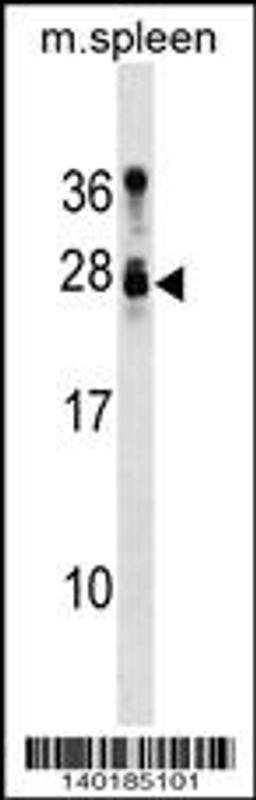 Western blot analysis in mouse spleen tissue lysates (35ug/lane).