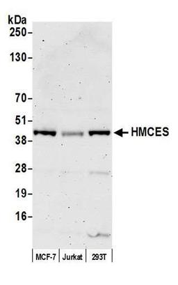 Detection of human HMCES by WB.