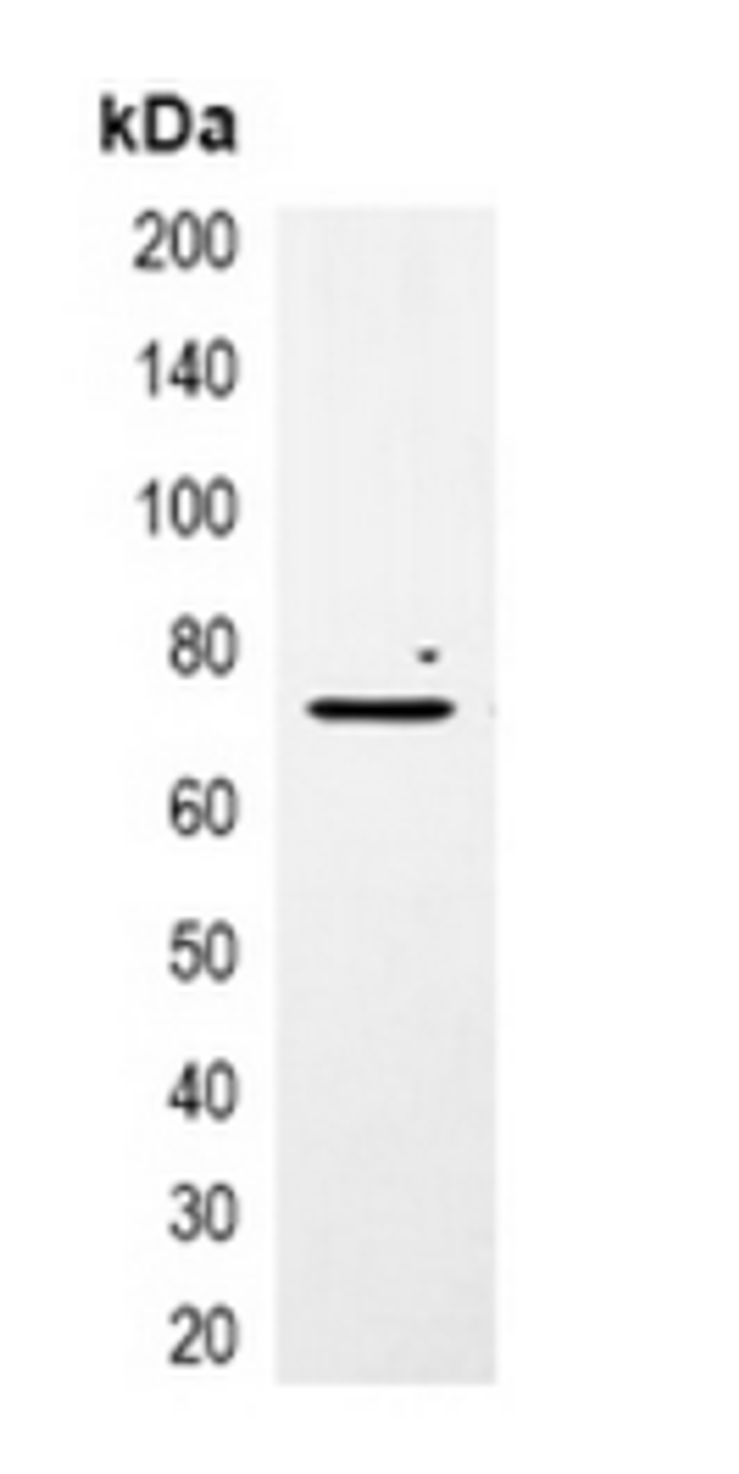 Western blot analysis of 293T cell lysate using mCherry-tag antibody