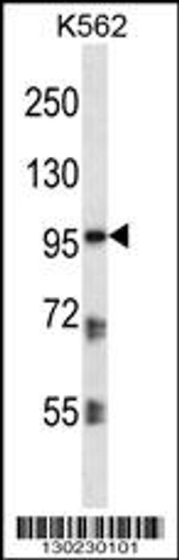 Western blot analysis in K562 cell line lysates (35ug/lane).