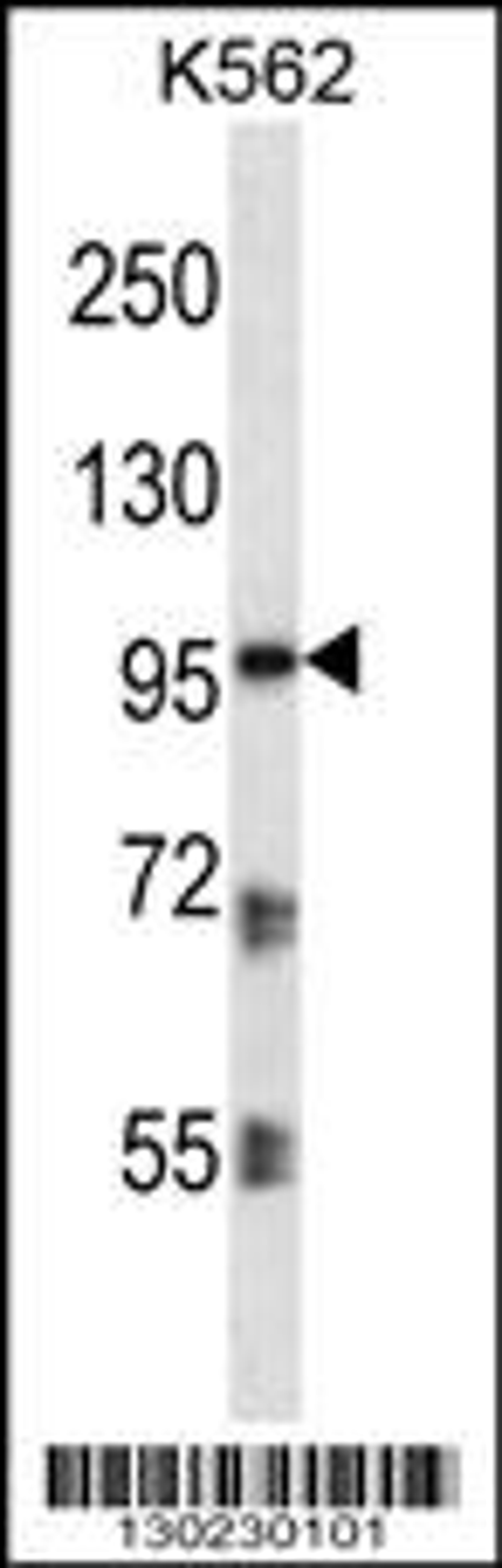 Western blot analysis in K562 cell line lysates (35ug/lane).