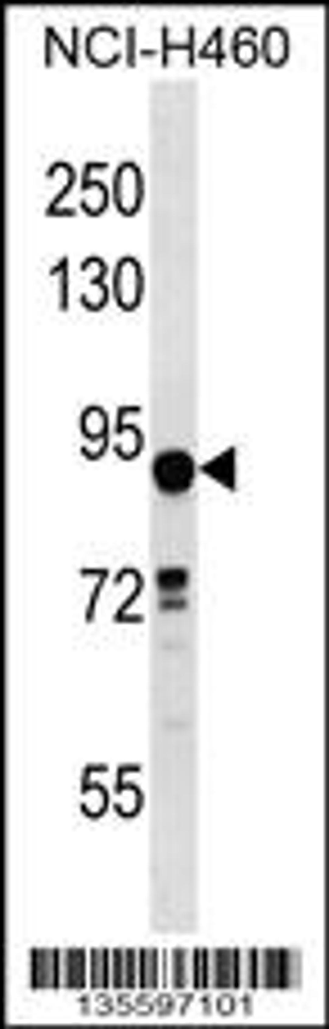 Western blot analysis in NCI-H460 cell line lysates (35ug/lane).