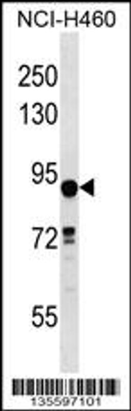 Western blot analysis in NCI-H460 cell line lysates (35ug/lane).