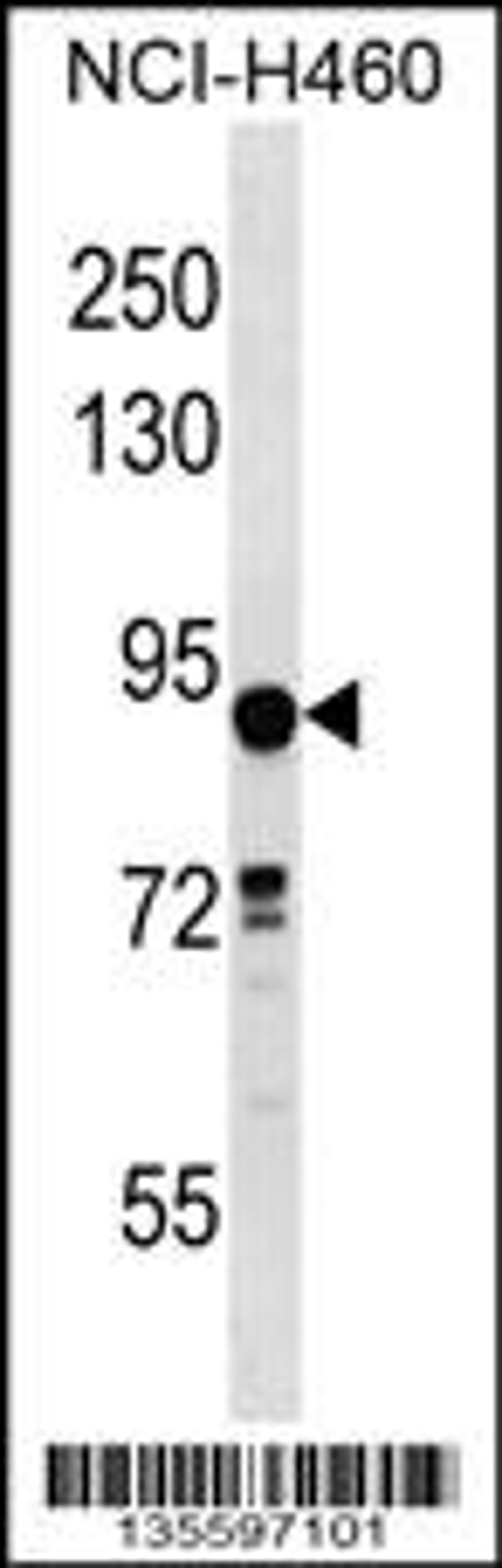 Western blot analysis in NCI-H460 cell line lysates (35ug/lane).