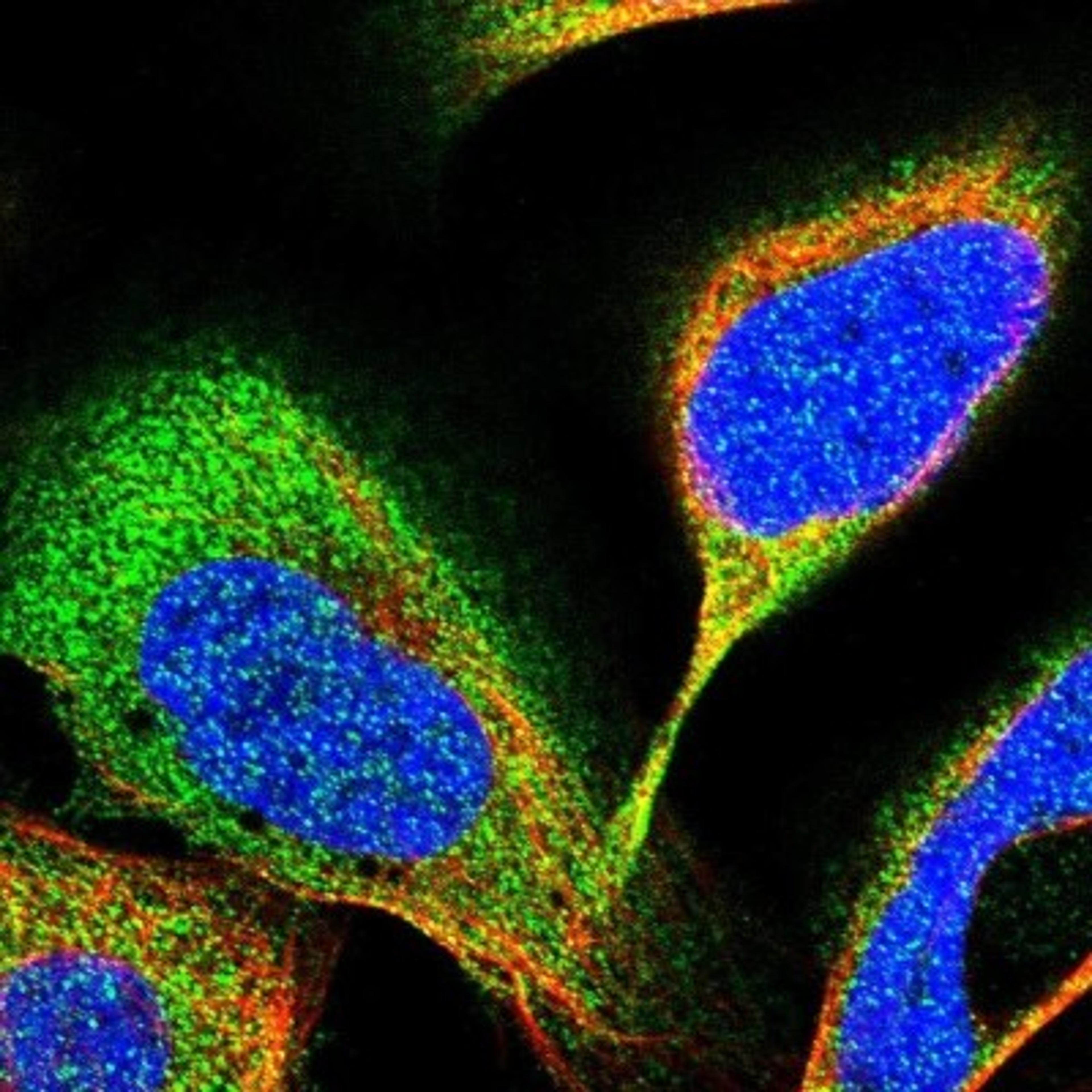 Immunocytochemistry/Immunofluorescence: RBKS Antibody [NBP1-84116] - Staining of human cell line U-2 OS shows positivity in cytoplasm.