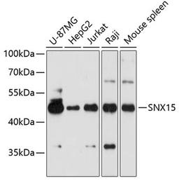 Western blot - SNX15 antibody (A9158)