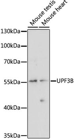 Western blot - UPF3B antibody (A15184)