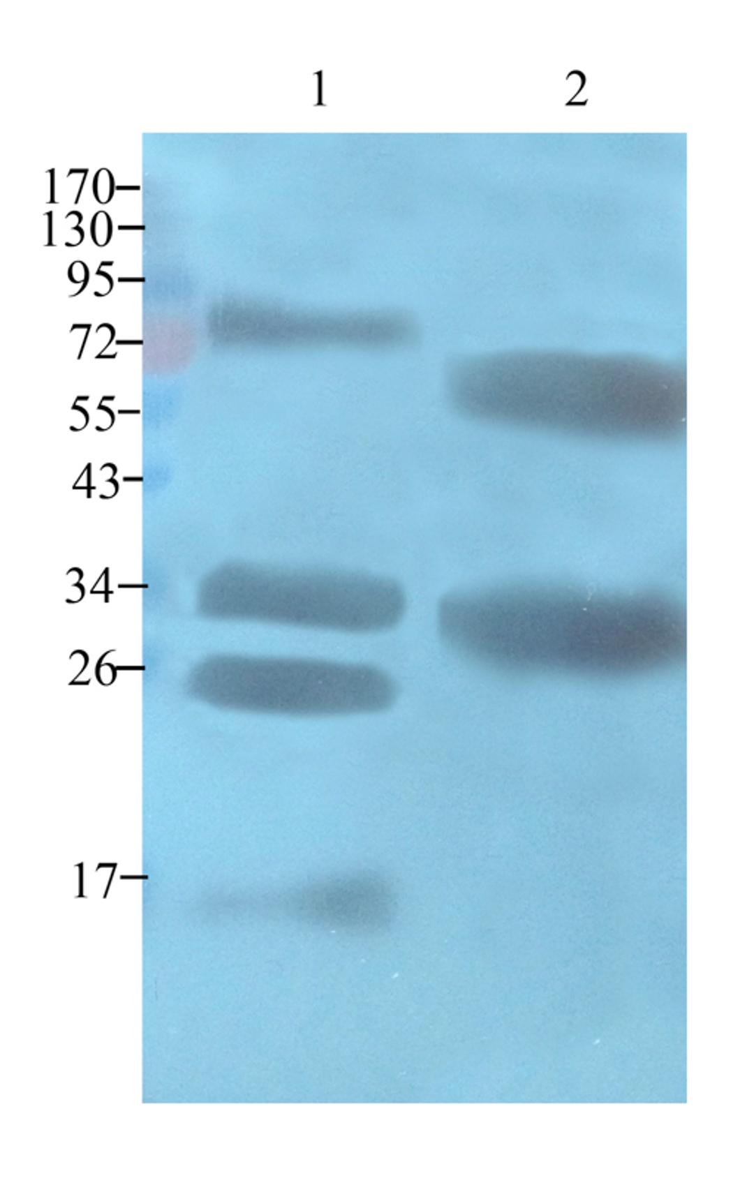 Western blot analysis of bovine milk (lane 1), casein protein (lane 2) using casein antibody (1 ug/ml)