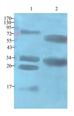 Western blot analysis of bovine milk (lane 1), casein protein (lane 2) using casein antibody (1 ug/ml)