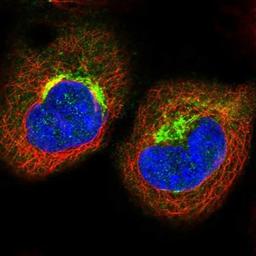 Immunocytochemistry/Immunofluorescence: TJAP1 Antibody [NBP1-80902] - Staining of human cell line A-431 shows positivity in nucleus but not nucleoli & golgi apparatus.