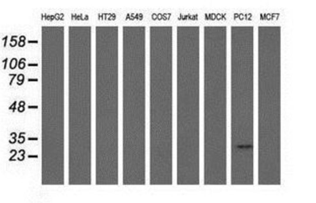 Western Blot: mu Crystallin Antibody (1G7) [NBP2-02829] Analysis of extracts (35ug) from 9 different cell lines by using anti-mu Crystallin monoclonal antibody.