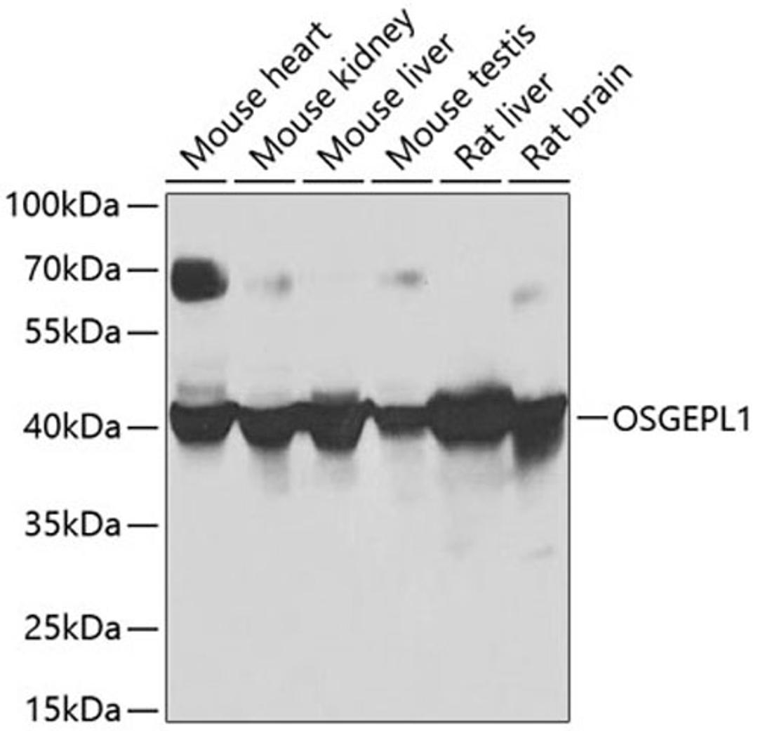 Western blot - OSGEPL1 antibody (A8022)