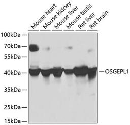 Western blot - OSGEPL1 antibody (A8022)