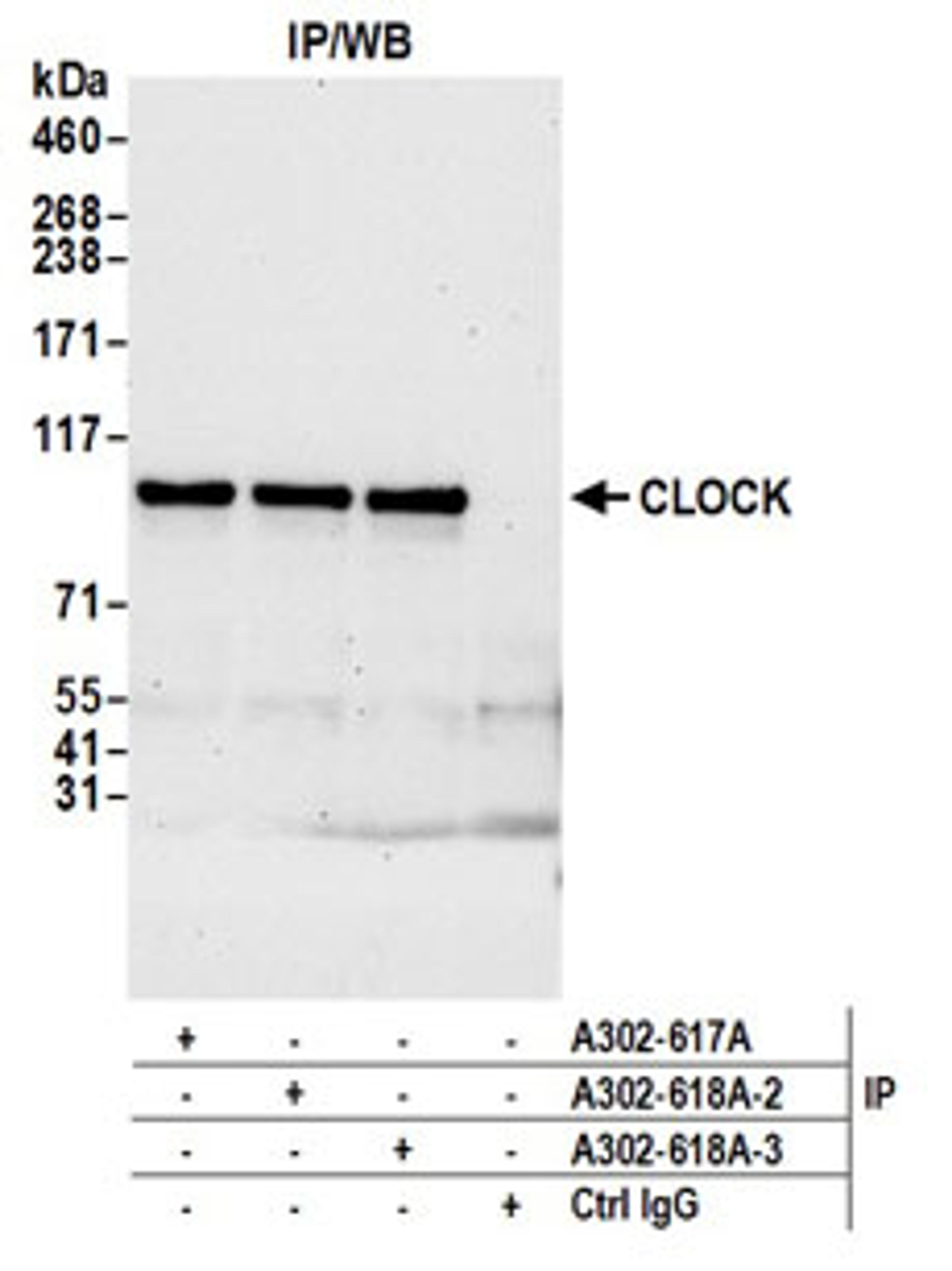 Detection of human CLOCK by western blot of immunoprecipitates.