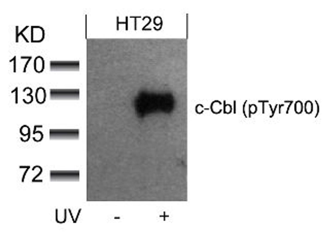 Western blot analysis of lysed extracts from HT29 cells untreated or treated with UV using c-Cbl (phospho-Tyr700).