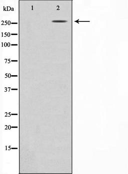 Western blot analysis of HeLa cell lysate using Fibronectin 1 antibody